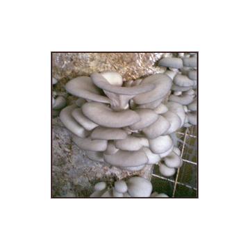 Ciuperci Pleurotus, Agaricus, Shiitaki - Pret | Preturi Ciuperci Pleurotus, Agaricus, Shiitaki