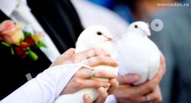 porumbei albi pentru cununii si botezuri - Pret | Preturi porumbei albi pentru cununii si botezuri