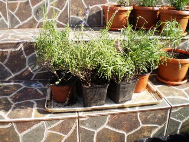 ghivece cu levantica(lavanda),plante inflorite 15 ron - Pret | Preturi ghivece cu levantica(lavanda),plante inflorite 15 ron