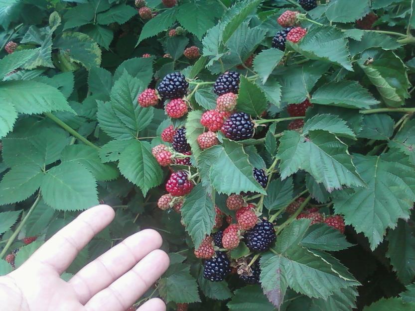 Arbusti fructiferi, zmeura, mur fara spini, coacaz negru si rosu - Pret | Preturi Arbusti fructiferi, zmeura, mur fara spini, coacaz negru si rosu