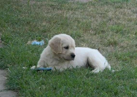 Golden Retriever de Vanzare - Pret | Preturi Golden Retriever de Vanzare