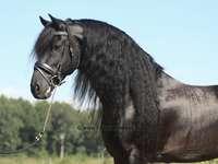 Intermediere achizitie cai rasa friesian - Pret | Preturi Intermediere achizitie cai rasa friesian