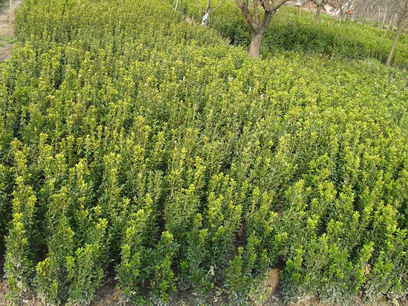 Vand Buxus Thuja lingustum - Pret | Preturi Vand Buxus Thuja lingustum