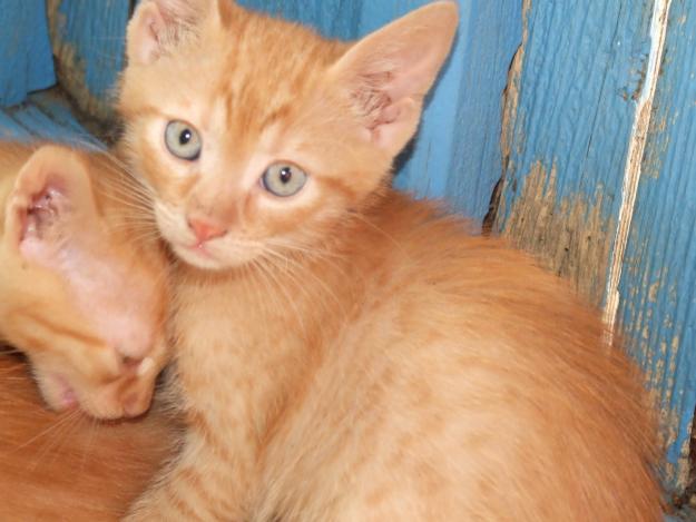 Ofer pisicute spre adoptie - Pret | Preturi Ofer pisicute spre adoptie