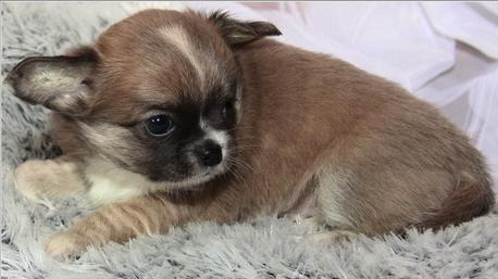 Catei Chihuahua deosebiti - Pret | Preturi Catei Chihuahua deosebiti