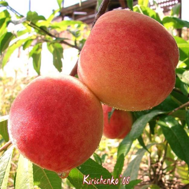 Pomi fructiferi- altoiti - Pret | Preturi Pomi fructiferi- altoiti