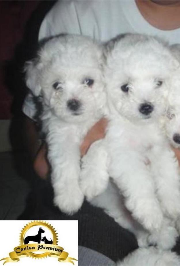 De vanzare pui Bichon Frise - Pret | Preturi De vanzare pui Bichon Frise