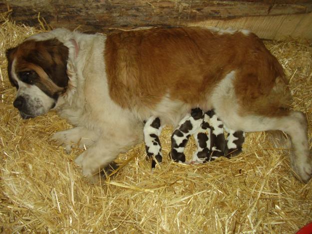 vand pereche saint bernard si catei - Pret | Preturi vand pereche saint bernard si catei