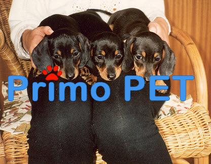 Promotie – Catei Teckel de Vanzare - Pret | Preturi Promotie – Catei Teckel de Vanzare
