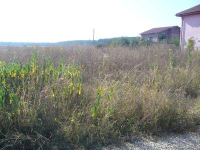 Buftea, teren 1000mp cu dubla deschidere, 39eu/mp - Pret | Preturi Buftea, teren 1000mp cu dubla deschidere, 39eu/mp