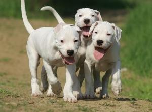 Dog Argentinian de vanzare disponibili acum de Craciun - Pret | Preturi Dog Argentinian de vanzare disponibili acum de Craciun