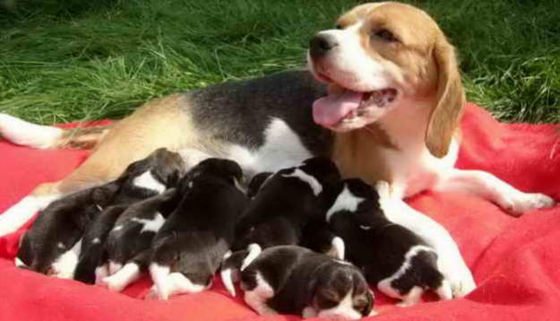 puiuti beagle cu pedigree - Pret | Preturi puiuti beagle cu pedigree
