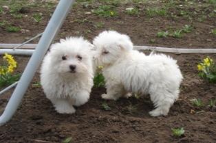 Vand catei Bichon Maltez - Pret | Preturi Vand catei Bichon Maltez