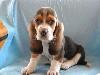 basset hound,westie,mops,shar-pei shih-tzu,yorkshire - Pret | Preturi basset hound,westie,mops,shar-pei shih-tzu,yorkshire