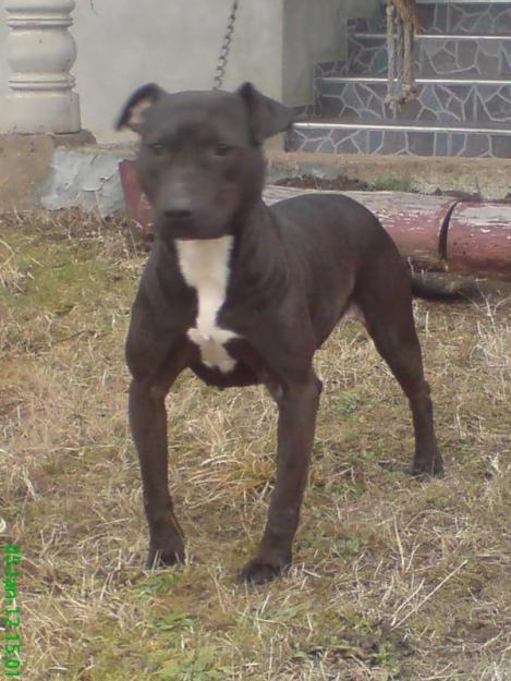 Femela pitbull gestanta - Pret | Preturi Femela pitbull gestanta