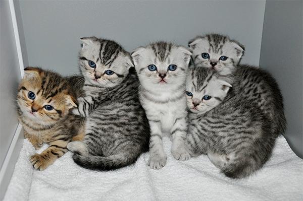 vand puisori british shorthair silver tabby deosebiti - Pret | Preturi vand puisori british shorthair silver tabby deosebiti