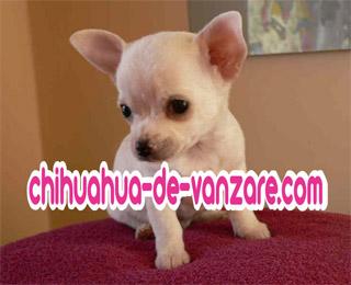 Catei Chihuahua de Vanzare - Pret | Preturi Catei Chihuahua de Vanzare