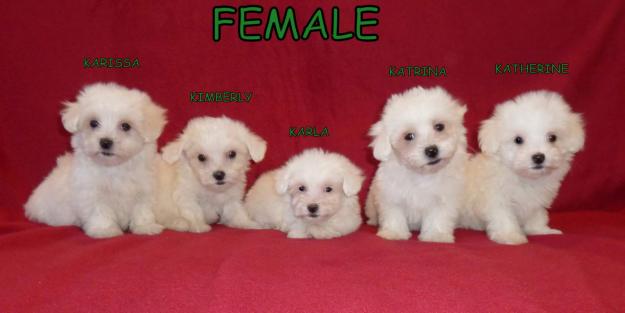 DE VANZARE BICHON MALTESE si BICHON BOLOGNESE, de vanzare pui de BICHON - Pret | Preturi DE VANZARE BICHON MALTESE si BICHON BOLOGNESE, de vanzare pui de BICHON