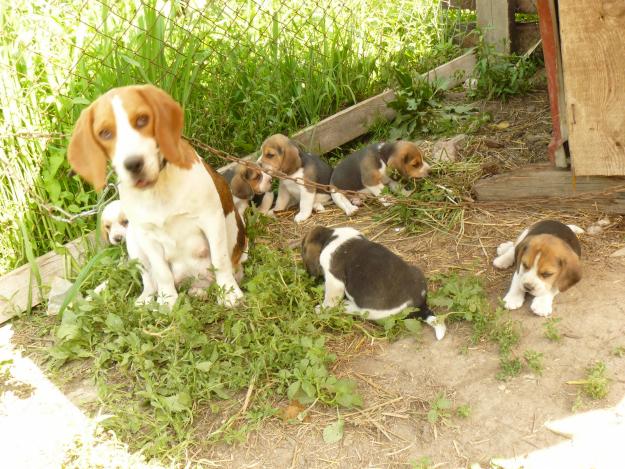 Vand catei rasa Beagle tricolori! - Pret | Preturi Vand catei rasa Beagle tricolori!