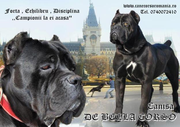 Pui cane corso - Pret | Preturi Pui cane corso