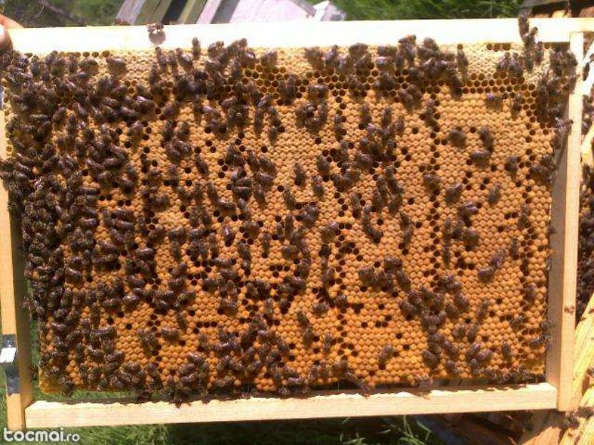 20 familii de albine tinere (roi) pe 5 rame, matci 2013 - Pret | Preturi 20 familii de albine tinere (roi) pe 5 rame, matci 2013