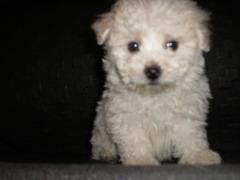 Bichon Frise - Pret | Preturi Bichon Frise