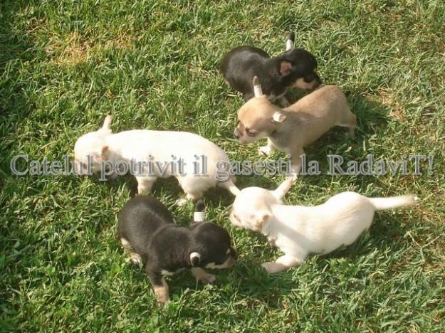 Chihuahua - catei de rasa pura - Pret | Preturi Chihuahua - catei de rasa pura