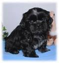 OCAZIE!!!! VAND SHIHTZU 100euro exemplar - Pret | Preturi OCAZIE!!!! VAND SHIHTZU 100euro exemplar