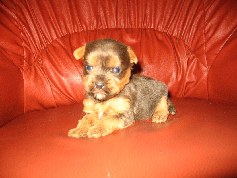 Pui yorkshire terrier toy - Pret | Preturi Pui yorkshire terrier toy
