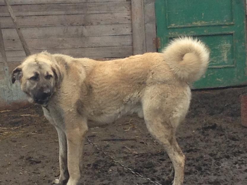 Vand Catei Kangal - Pret | Preturi Vand Catei Kangal