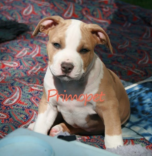 Vanzare Amstaff - Pret | Preturi Vanzare Amstaff
