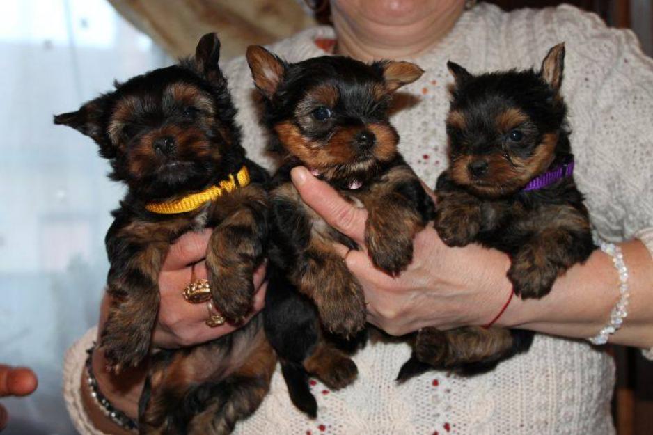 Catei Yorkshire terrier foarte frumosi 3 fetite si 1 baietel cu primul vaccin - Pret | Preturi Catei Yorkshire terrier foarte frumosi 3 fetite si 1 baietel cu primul vaccin