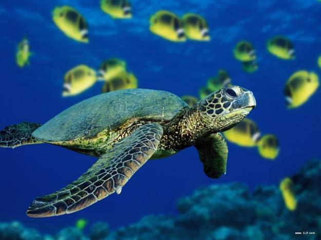 Nu ai unde locui la Mare ? Sun-o pe Claudia - Pret | Preturi Nu ai unde locui la Mare ? Sun-o pe Claudia