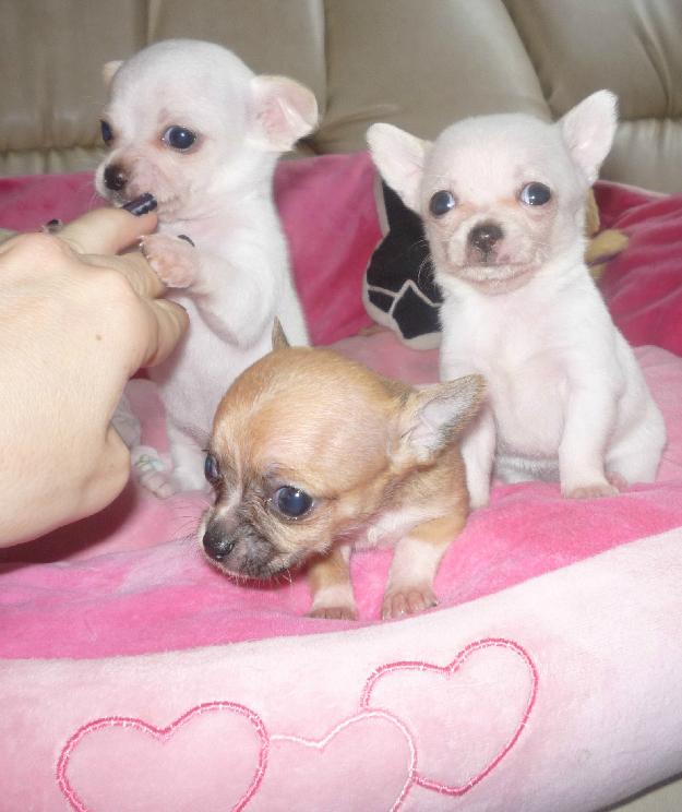 Chihuahua - Pret | Preturi Chihuahua