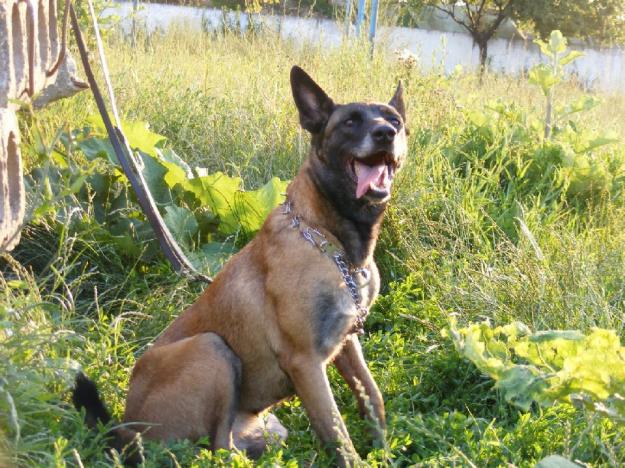 vand pui Ciobanesc Belgian Malinois - Pret | Preturi vand pui Ciobanesc Belgian Malinois