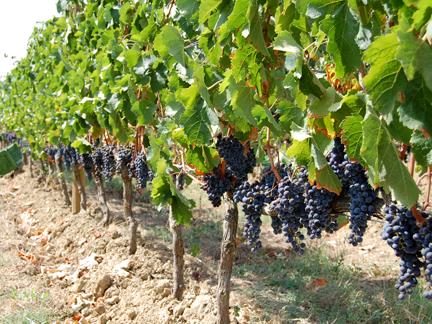 Vand struguri de vin, Buzau, Pietroasele - Pret | Preturi Vand struguri de vin, Buzau, Pietroasele