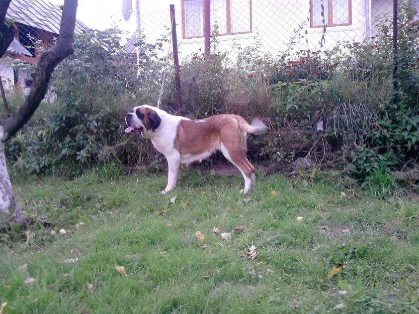 vand femela saint bernard superba - Pret | Preturi vand femela saint bernard superba