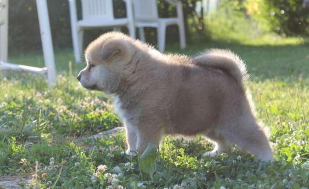 Vand catei Akita Inu Japonez deosebiti - Pret | Preturi Vand catei Akita Inu Japonez deosebiti