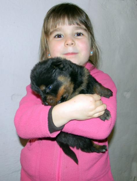 Vand catei Rottweiler - Pret | Preturi Vand catei Rottweiler