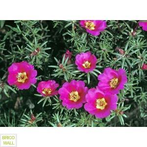 Portulaca - Pret | Preturi Portulaca