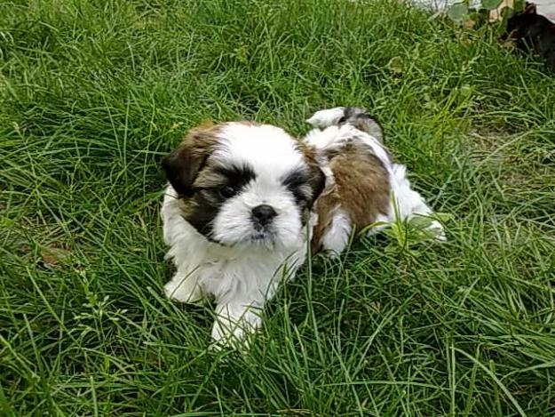 vind catelusi shih-tzu ,caini shih-tzu de vanzare,puiuti shih-tzu de vanzare - Pret | Preturi vind catelusi shih-tzu ,caini shih-tzu de vanzare,puiuti shih-tzu de vanzare