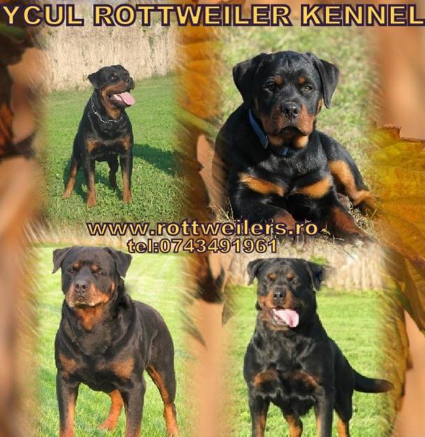 ROTTWEILER KENNEL YCUL-SUPER EXEMPLARE DE ROTTWEILER - Pret | Preturi ROTTWEILER KENNEL YCUL-SUPER EXEMPLARE DE ROTTWEILER