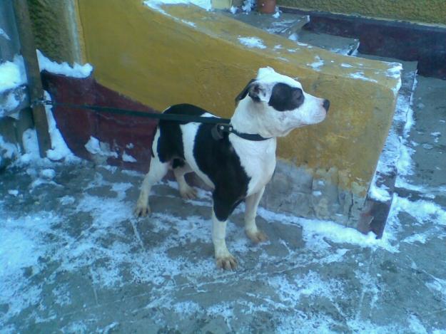 Pitbull Cu Pedigree - Pret | Preturi Pitbull Cu Pedigree