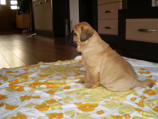 vand catei rasa bullmastiff - Pret | Preturi vand catei rasa bullmastiff