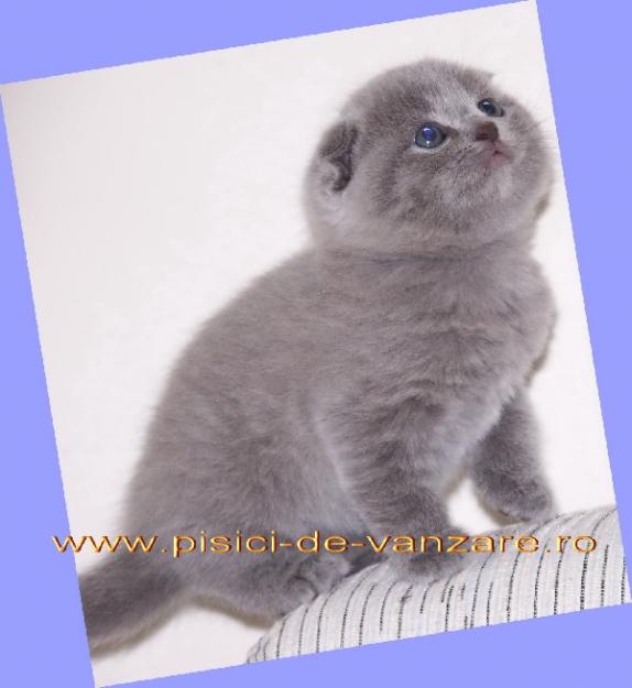 Scottish Fold de vanzare - Pret | Preturi Scottish Fold de vanzare