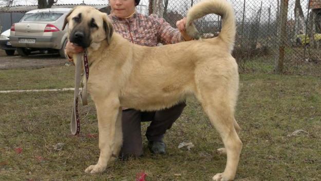 KANGAL (Anatolian Shepherd Dog) - Pret | Preturi KANGAL (Anatolian Shepherd Dog)