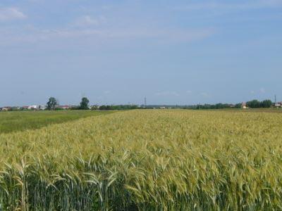 Peris teren agricol de vanzare 49 ha, 4950 euro - Pret | Preturi Peris teren agricol de vanzare 49 ha, 4950 euro