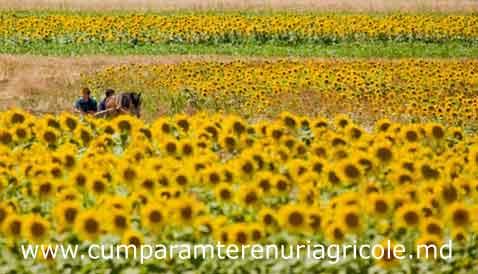 Arendam - cumparam terenuri agricole Republica Moldova - Basarabia - Pret | Preturi Arendam - cumparam terenuri agricole Republica Moldova - Basarabia