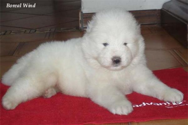 Vand pui samoyed - Pret | Preturi Vand pui samoyed