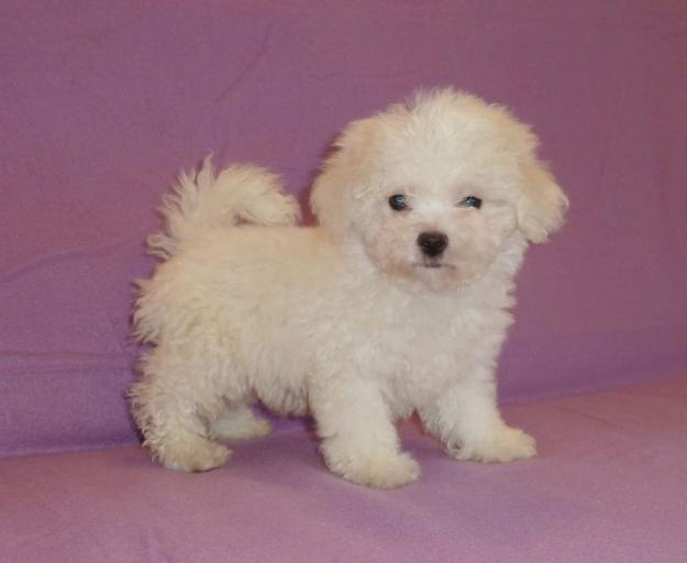 de vanzare BICHON BOLOGNESE, BICHON MALTESE si BICHON HAVANESE - Pret | Preturi de vanzare BICHON BOLOGNESE, BICHON MALTESE si BICHON HAVANESE